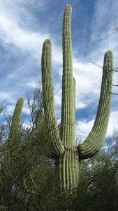 saguaro-232762_1920